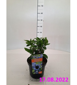 Hydrangea macr. 'Nikko Blue' C 2,5 L